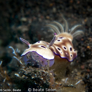 Chromodoris, taken with Canon G12 and UCL165 
 by Beate Seiler 